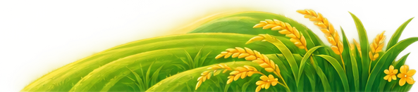 Cánh đồng lúa Ba Miền